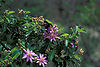 Starr 980529-4195 Grewia occidentalis.jpg