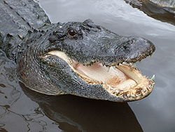 AmericanAlligator.JPG