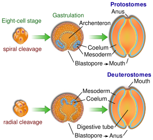 Protovsdeuterostomes.svg