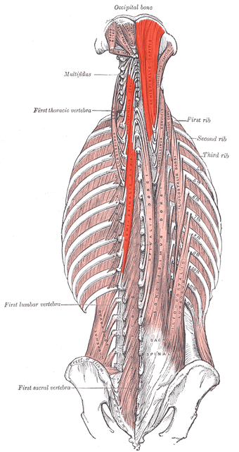 Semispinalis.png