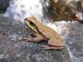 Blue-Mountains-Tree-Frog444.jpg