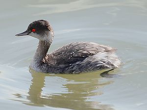 Podiceps nigricollis 001.jpg