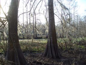 FossePointeCypressSwamp.jpg