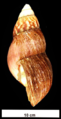 Achatina fulica shell 3.png