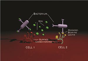 MOS is agglutinating the bacteria and preventing it from attaching to the gut wall.