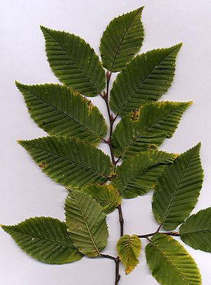 Carpinus foliage.jpg