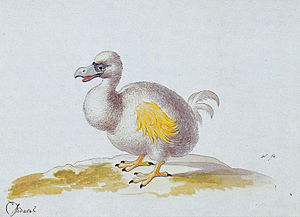 Painting of a white dodo with yellow wings