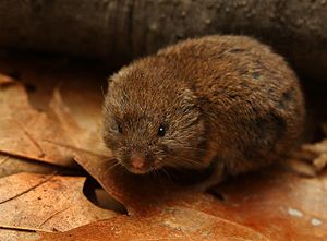 Woodland Vole Microtus Pinetorum.jpg