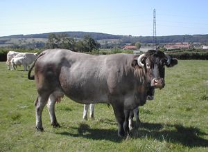 a large grey cow with down-turned horns