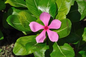 Catharanthus roseus 6576.JPG