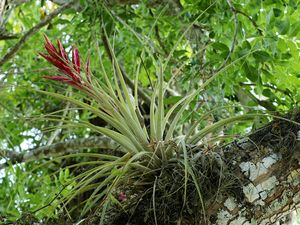 Tillandsia fasciculata.jpg