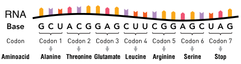 An RNA molecule consisting of nucleotides. Groups of three nucleotides are indicated as codons, with each corresponding to a specific amino acid.