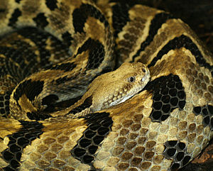 Crotalus horridus (1).jpg