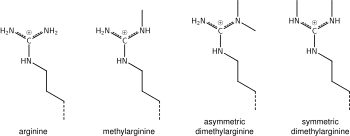 Methyl arginine.svg