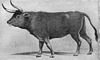 Aurochs