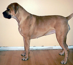 Boerboel.jpg