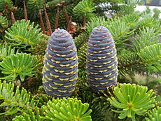 Abies koreana (szyszki).JPG