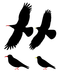  Diagrams of the two chough species perched and in flight