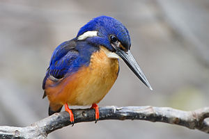 Alcedo azurea - Julatten.jpg