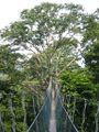 FRIM Canopy Walk.JPG