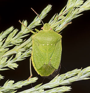 Nezara viridula MHNT verte.jpg