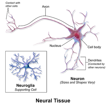 Blausen 0672 NeuralTissue.png