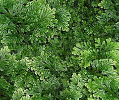 Selaginella-sp.jpg