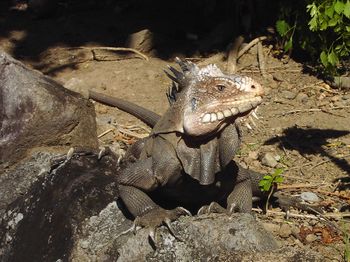 Wild Iguana delicatissima, Lesser Antillean Iguana at Coulibistrie, Dominica, W.I.