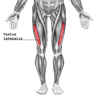 Vastus lateralis2.png