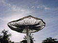 Backlit mushroom.jpg