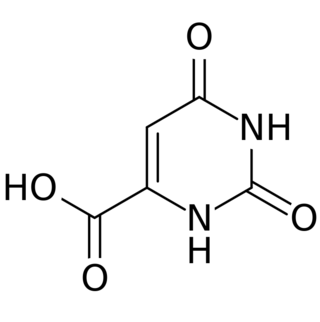 Orotic acid.svg