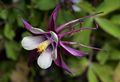 Aquilegia columbine magpie cultivar 2.jpg