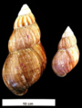 Achatina fulica shell 5.png