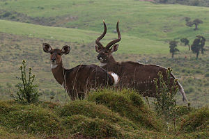 Tragelaphus buxtoni.jpg