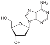 Skeletal formula of deoxyadenosine