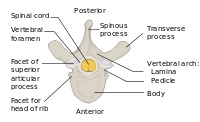 Vertebra Superior View-en.svg