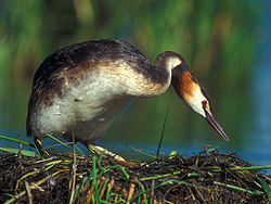 Podiceps cristatus 2 (Lukasz Lukasik).jpg