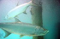 Atlantic tarpon.jpg