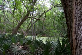 Palmetto state park.jpg