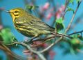 Prairie-Warbler-02-07-2003.jpg