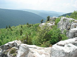 DollySods1.JPG