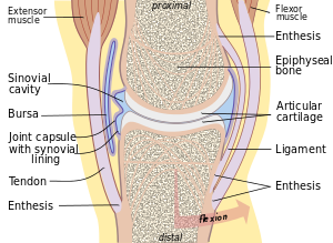 Joint.svg