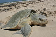 Kemp's Ridley sea turtle nesting.JPG