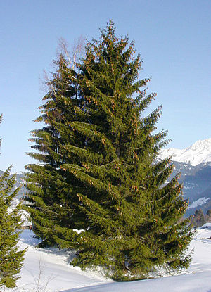 Picea abies.jpg