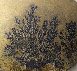 Pyrolusite dendritic.jpg