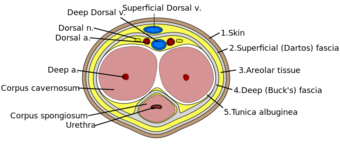 Penis cross section.svg