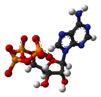 Ball-and-stick model, based on x-ray diffraction data