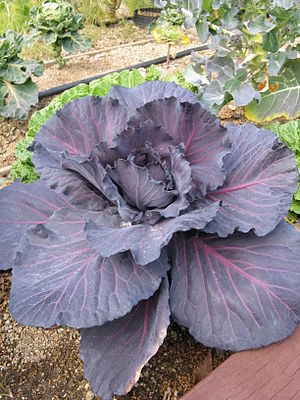 Brassica oleracea var capitata Rubyball.jpg