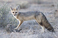 Vulpes chama (Etosha).jpg