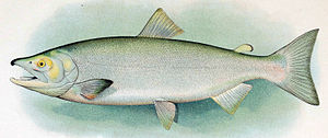 Sockeye adult male.jpg